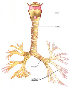 Respiratory System - Human Organ Systems 17