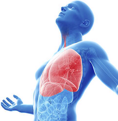 Respiratory System - Human Organ Systems 17
